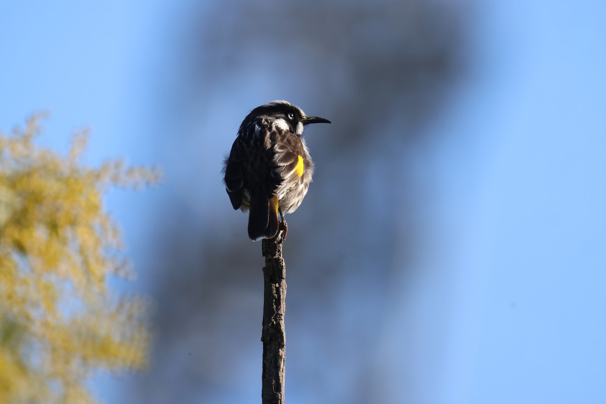 New Holland Honeyeater - ML620561472