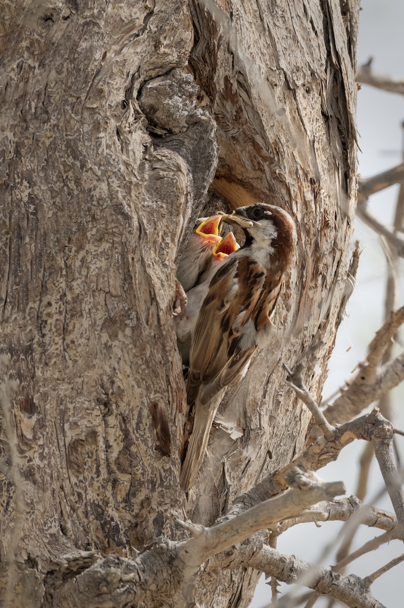 House Sparrow - ML620561474