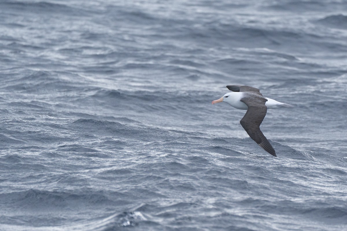 Black-browed Albatross (Black-browed) - ML620561475