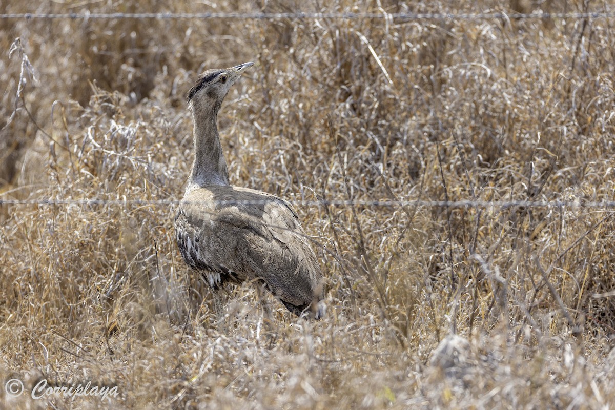 Australian Bustard - ML620561479