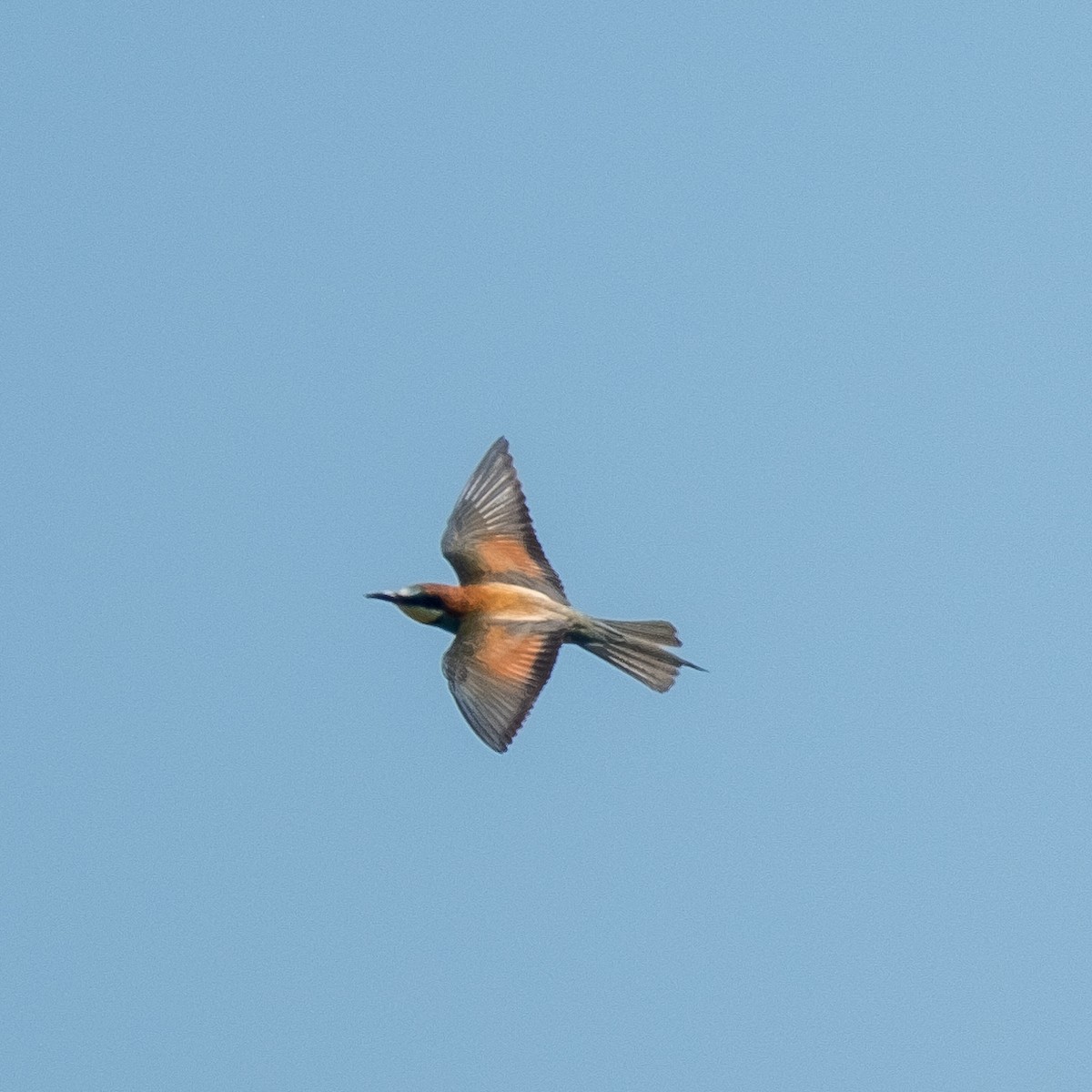 European Bee-eater - ML620561480