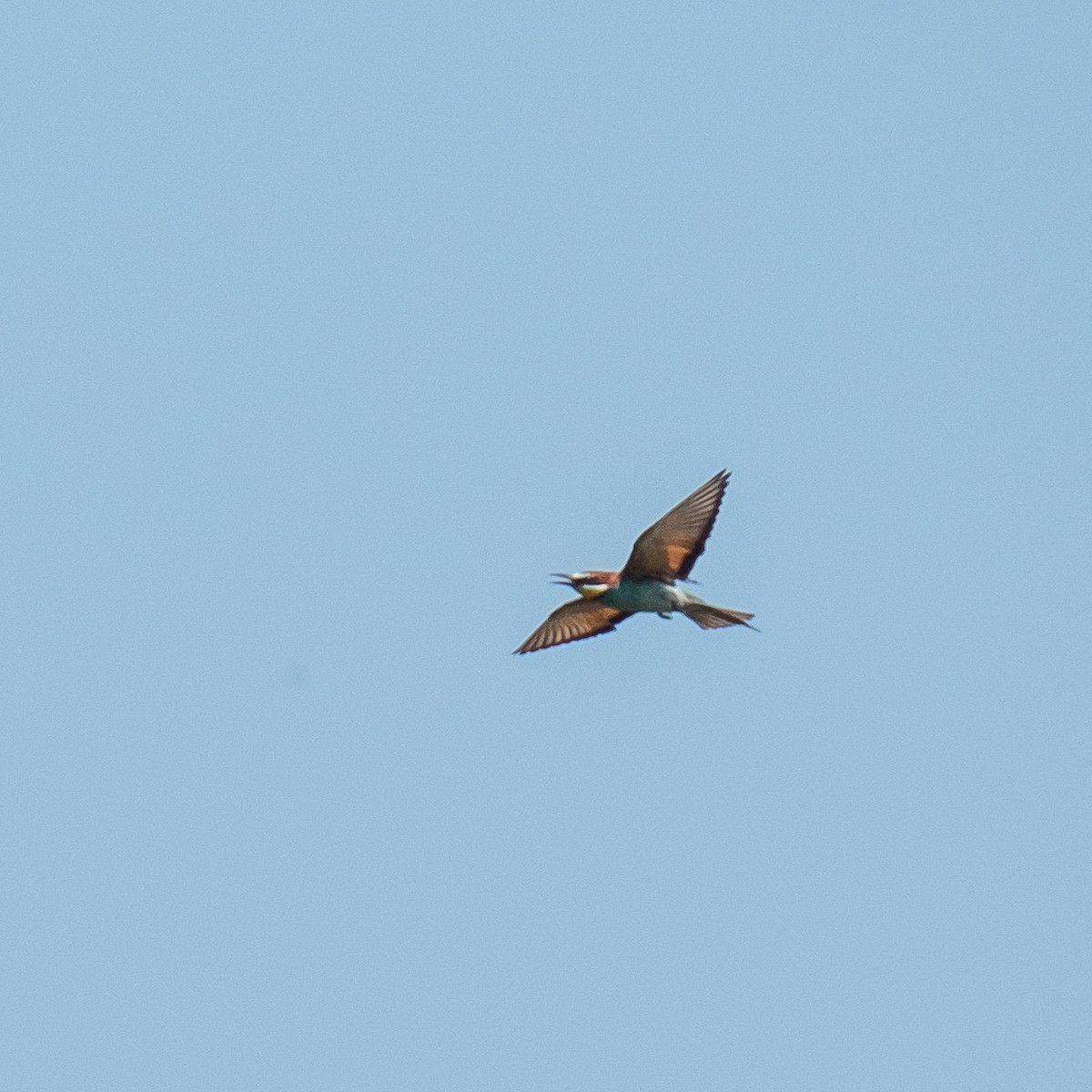 European Bee-eater - ML620561481
