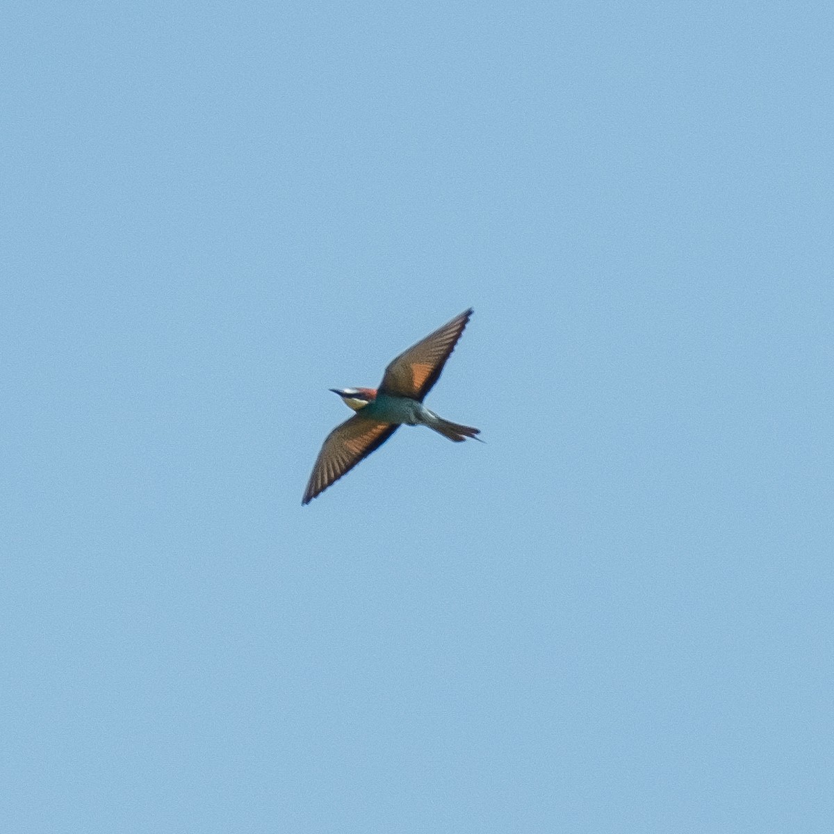 European Bee-eater - ML620561482