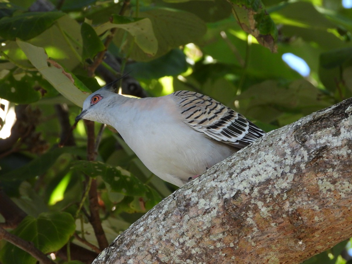 Crested Pigeon - ML620561484