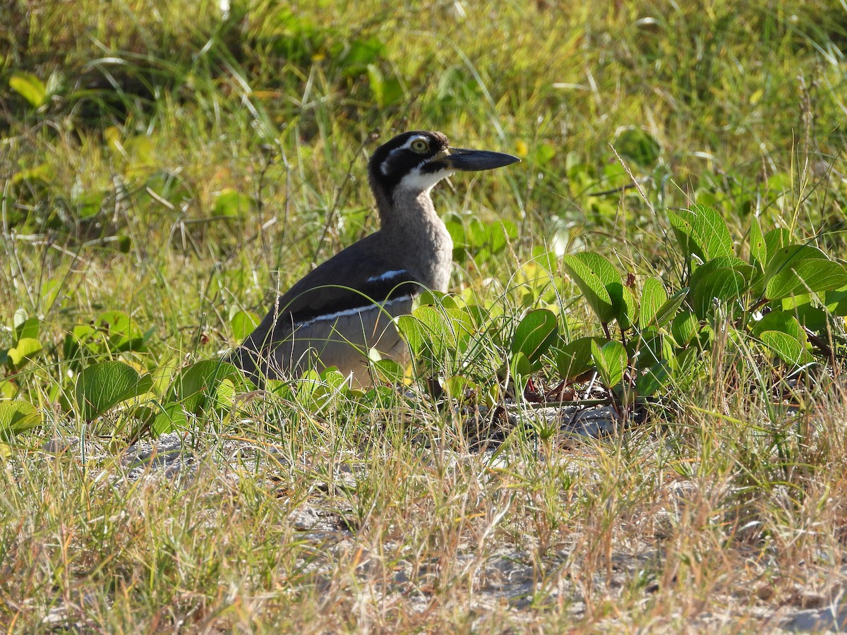 Beach Thick-knee - ML620561488