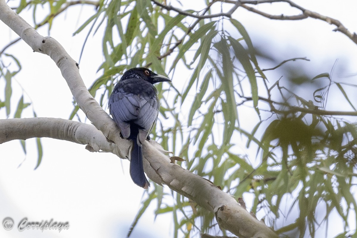 Spangled Drongo - Fernando del Valle