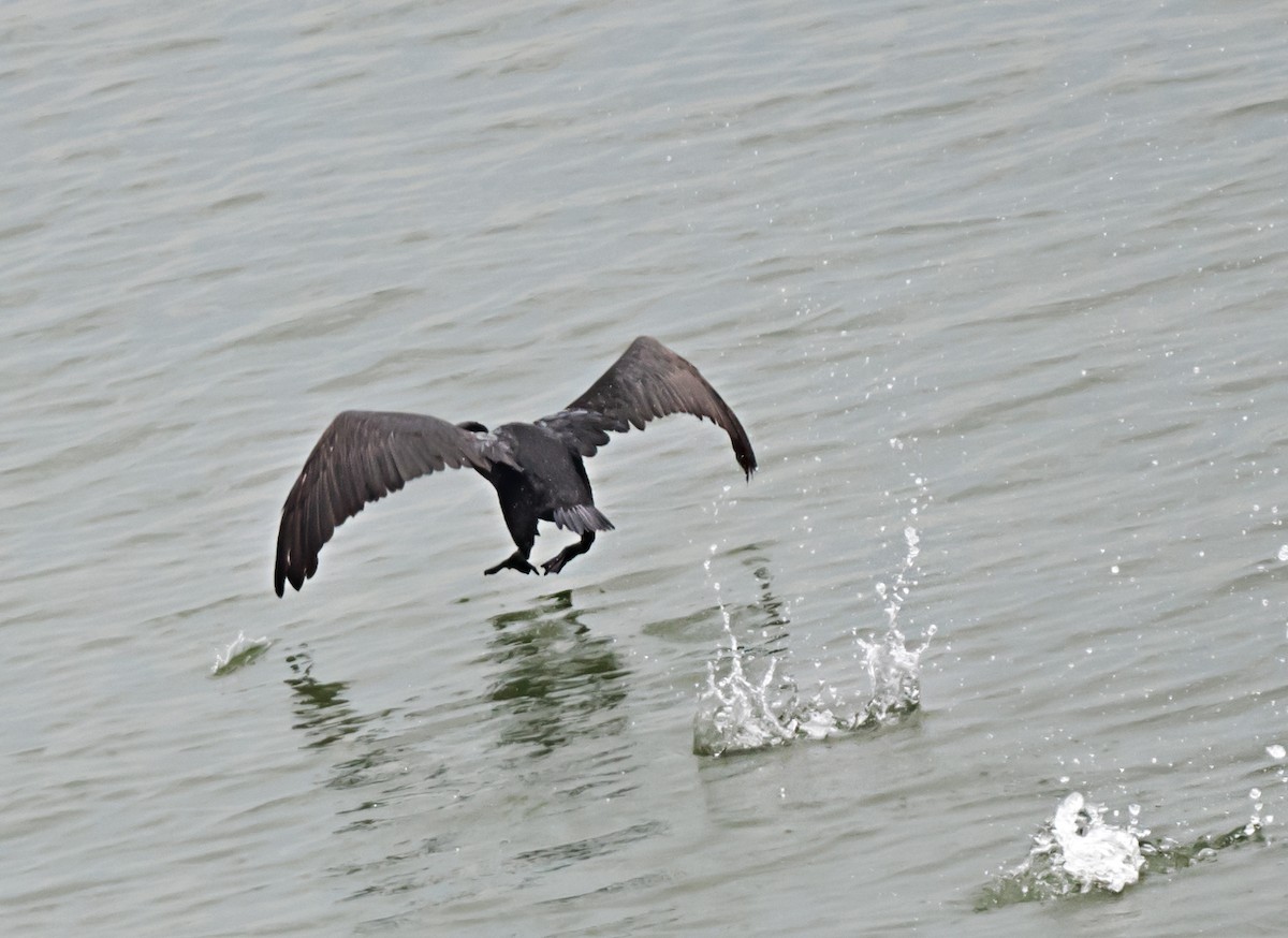 Cormorán de Socotra - ML620561501