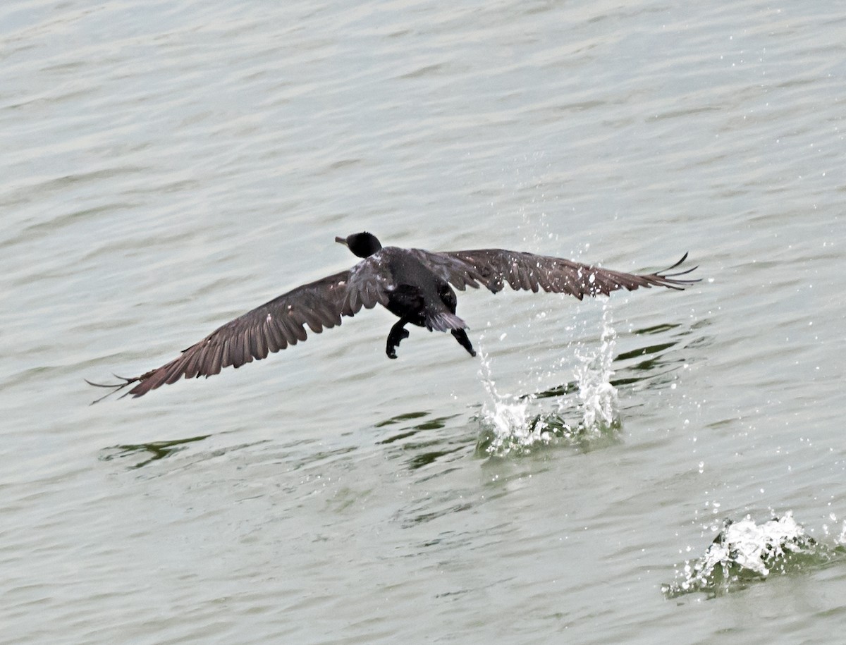 Socotra Cormorant - chandana roy