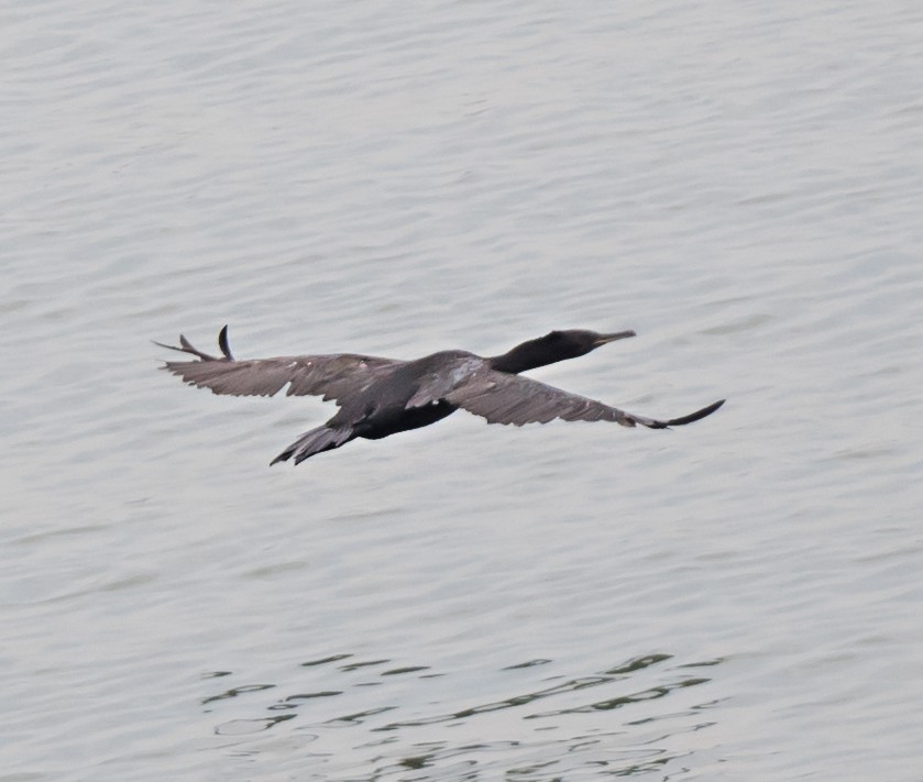 Cormorán de Socotra - ML620561503