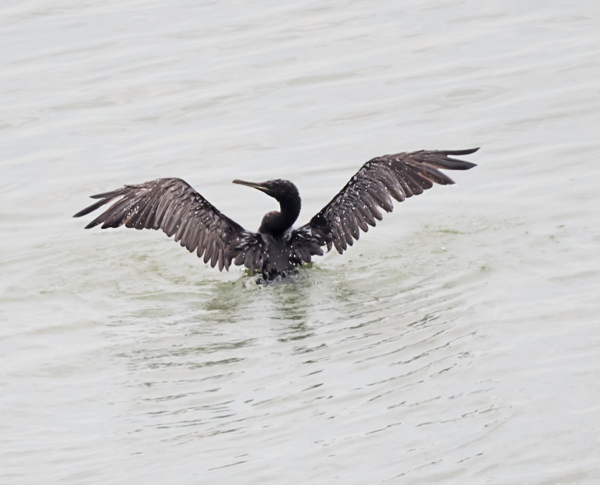 Cormorán de Socotra - ML620561505