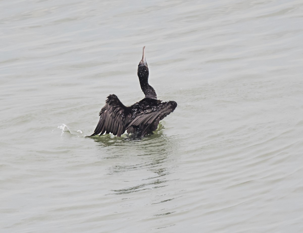 Socotra Cormorant - ML620561508