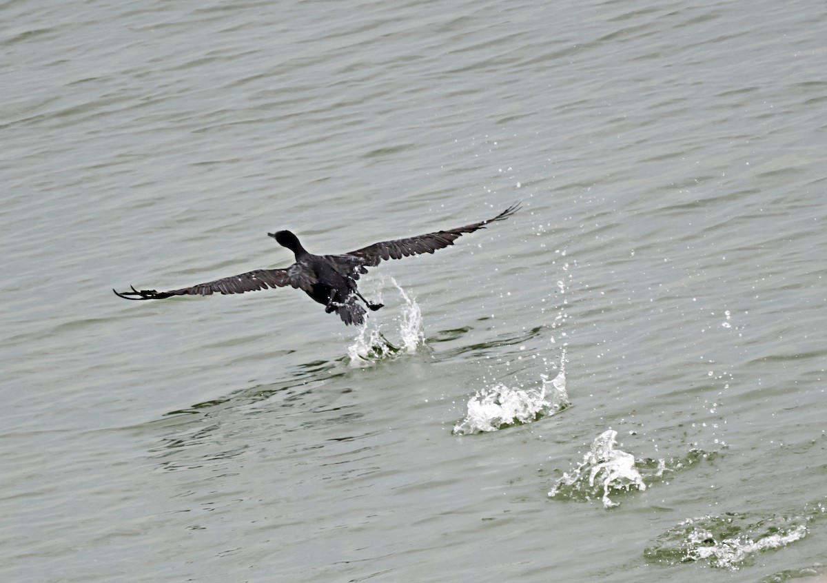 Socotra Cormorant - chandana roy