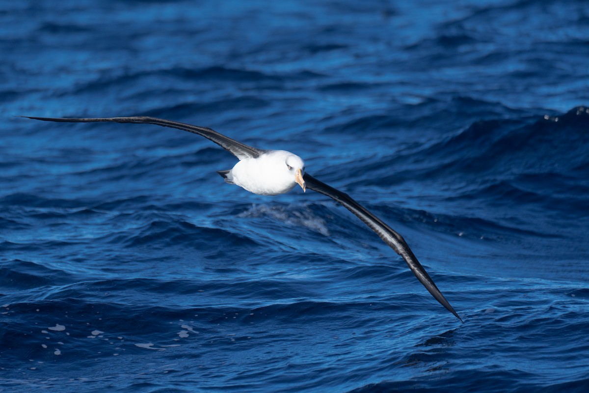 Albatros à sourcils noirs (impavida) - ML620561511