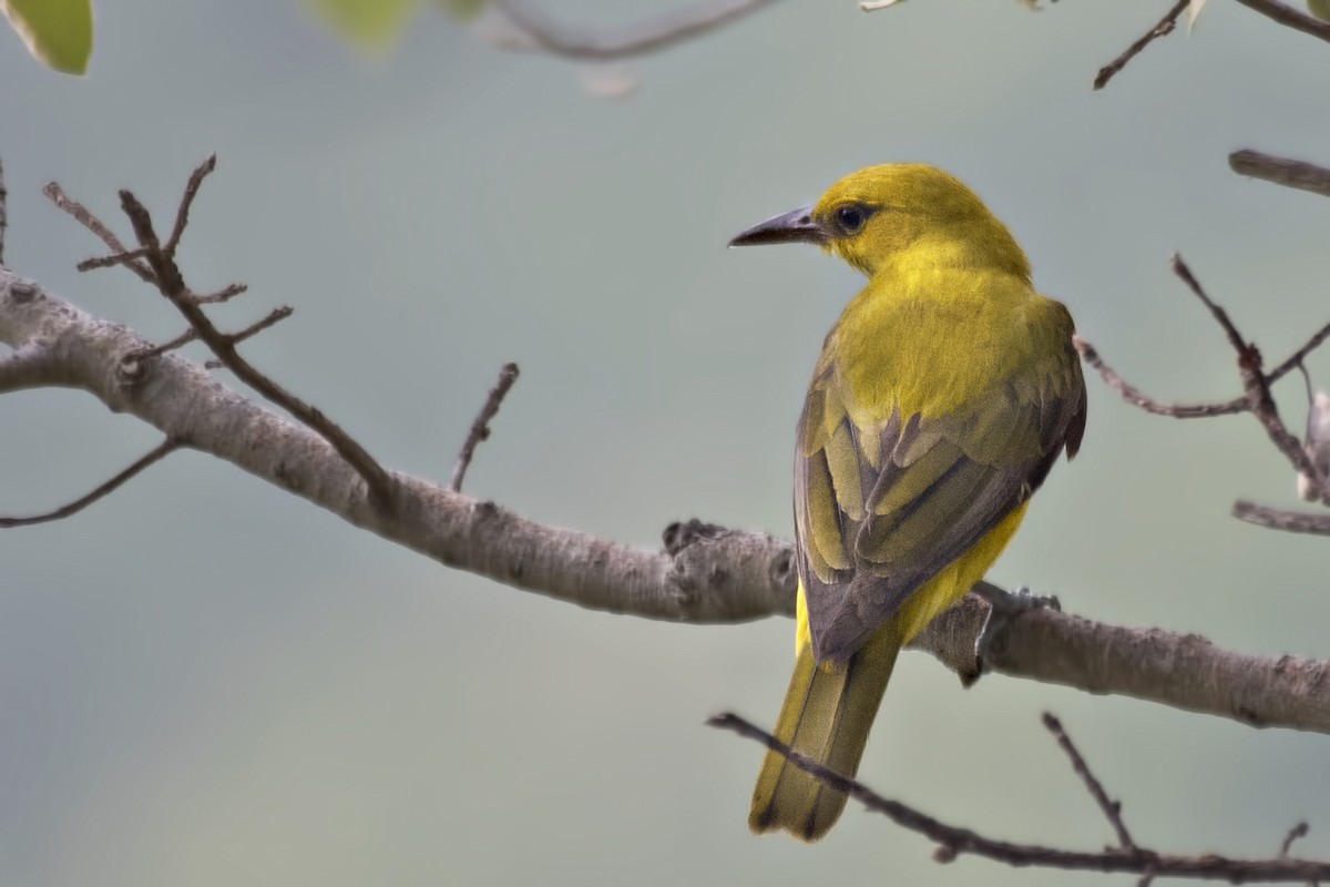 Indian Golden Oriole - ML620561514