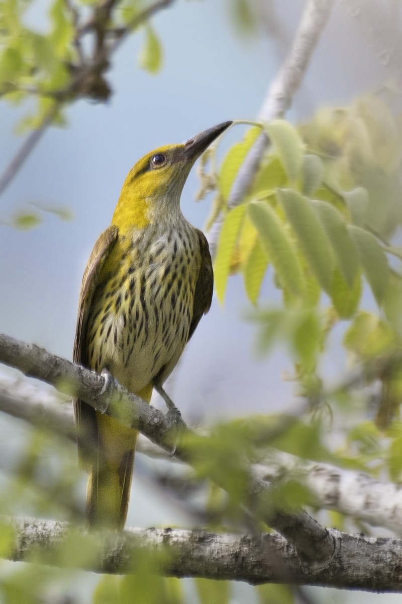 Indian Golden Oriole - ML620561515