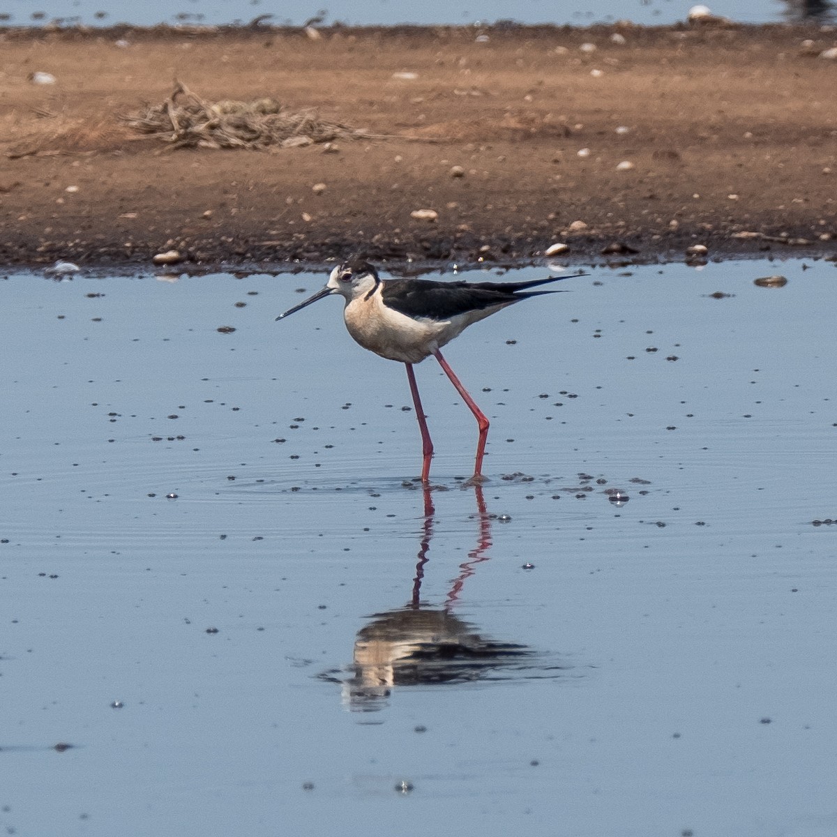 Black-winged Stilt - ML620561518