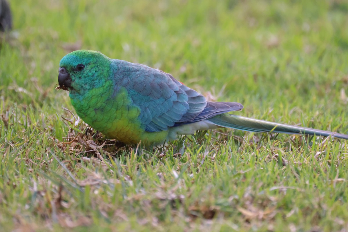 Red-rumped Parrot - ML620561523