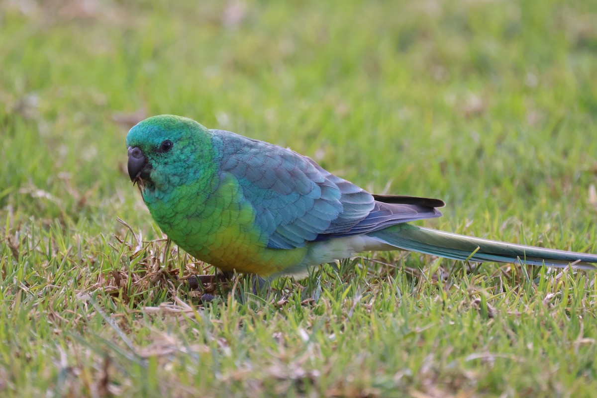 Red-rumped Parrot - ML620561525
