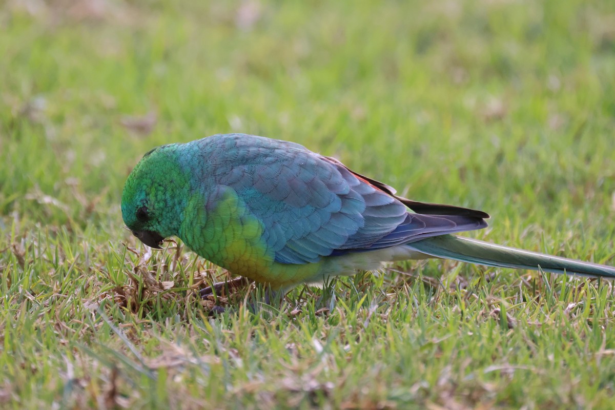 Red-rumped Parrot - ML620561526