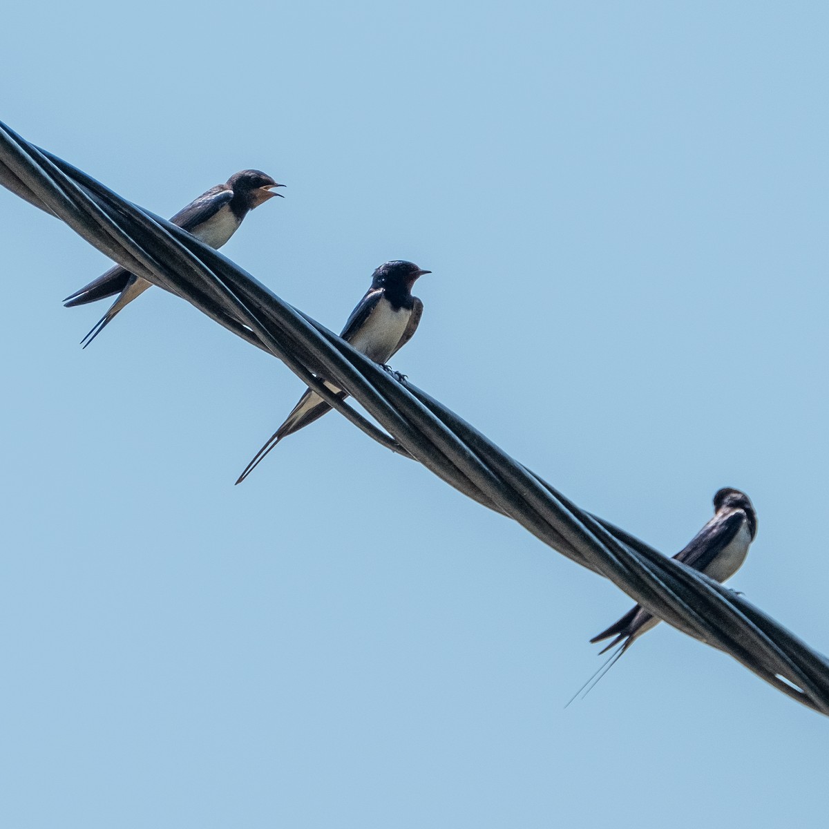 Barn Swallow - ML620561528