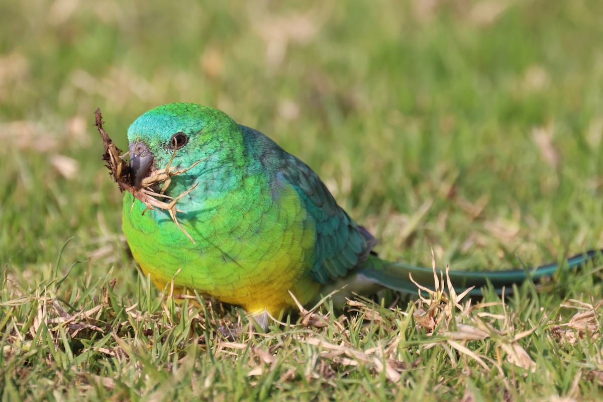 Red-rumped Parrot - ML620561529