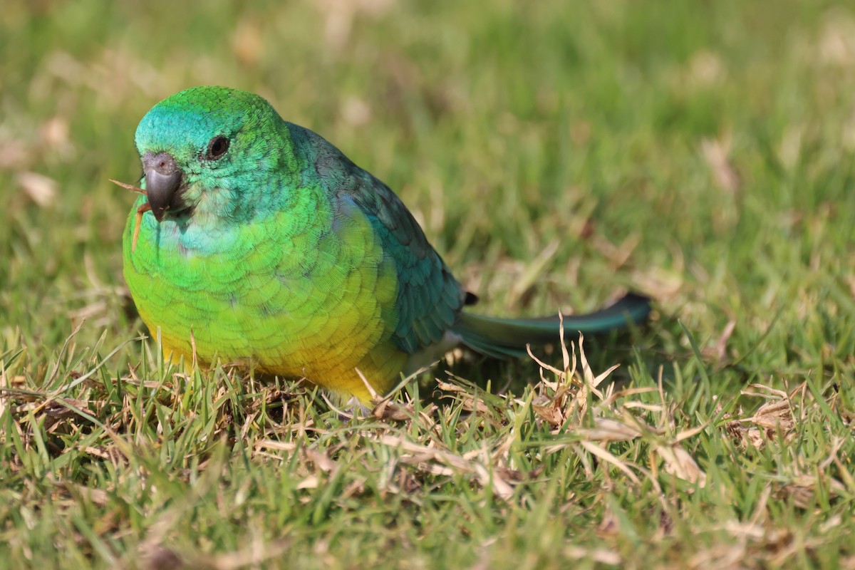 Red-rumped Parrot - ML620561530
