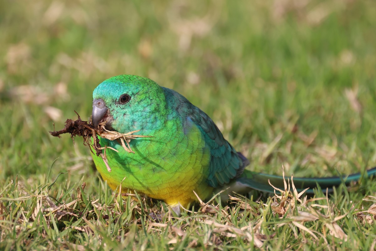Red-rumped Parrot - ML620561531