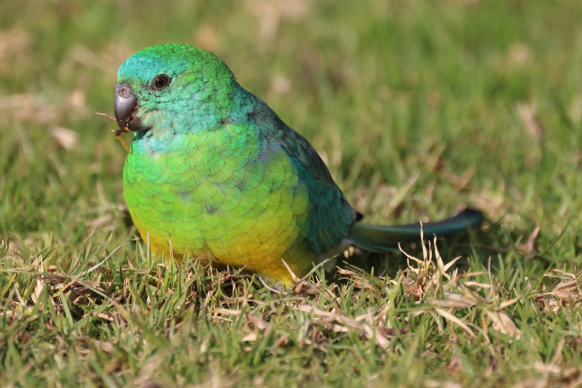 Red-rumped Parrot - ML620561532