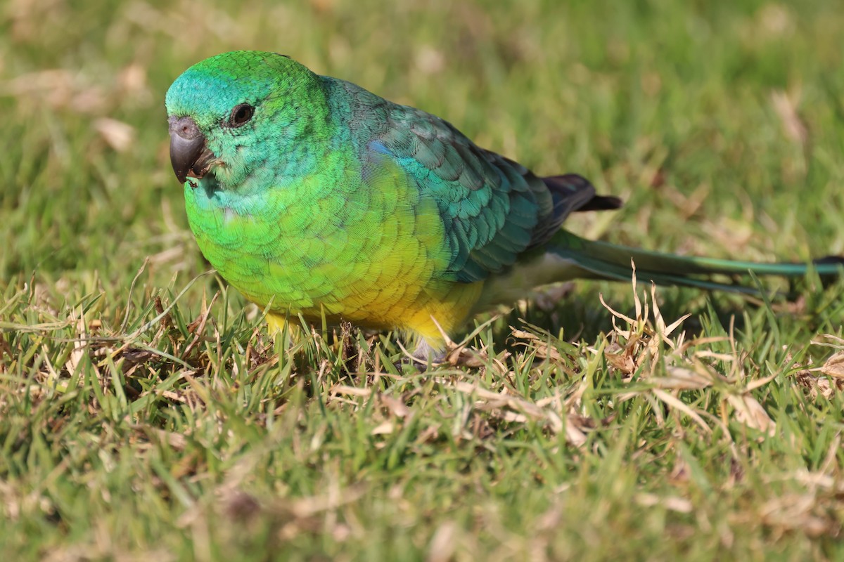 Red-rumped Parrot - ML620561533