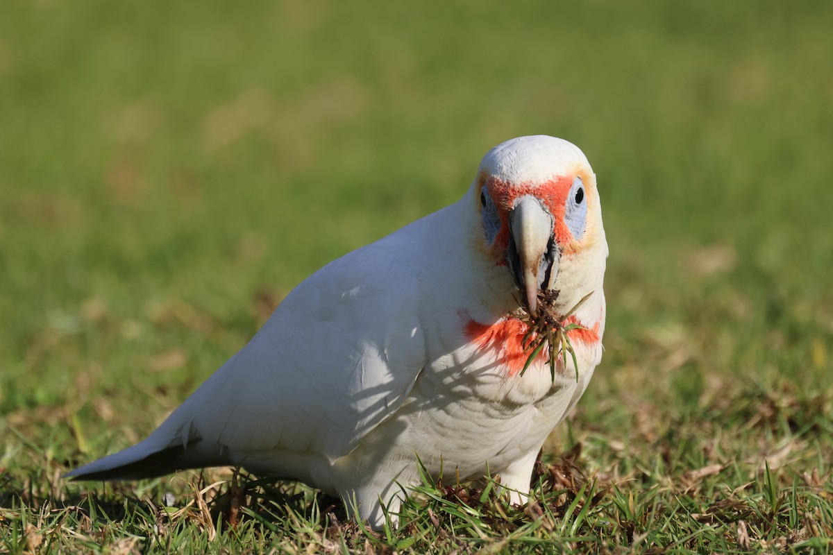 Cacatúa Picofina - ML620561535