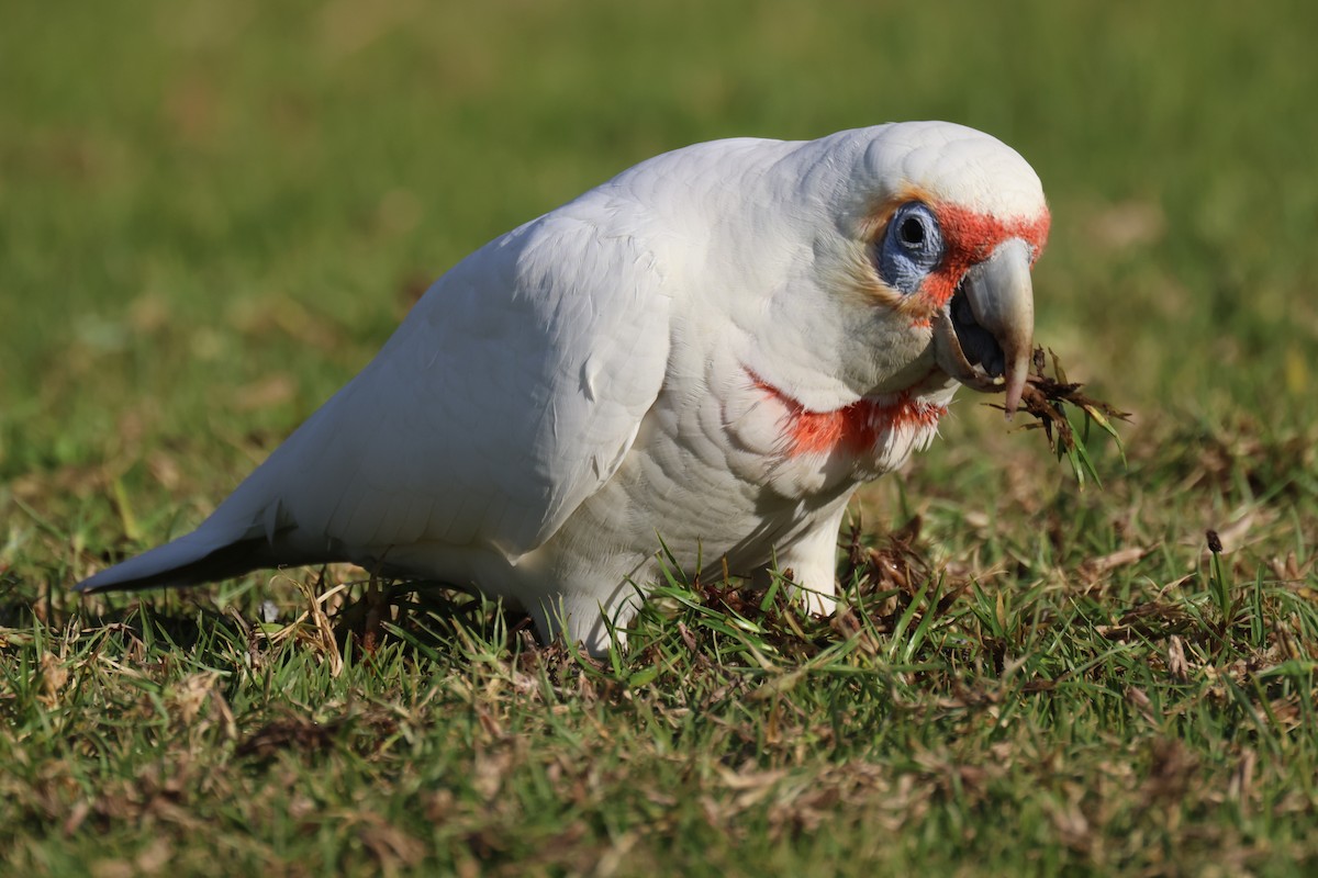 Long-billed Corella - GEOFFREY SHINKFIELD