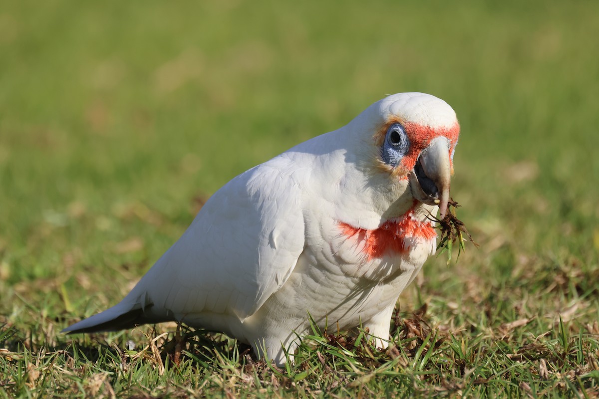 Cacatúa Picofina - ML620561538