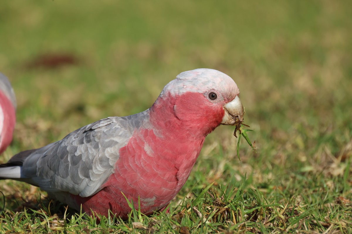 Cacatúa Galah - ML620561542