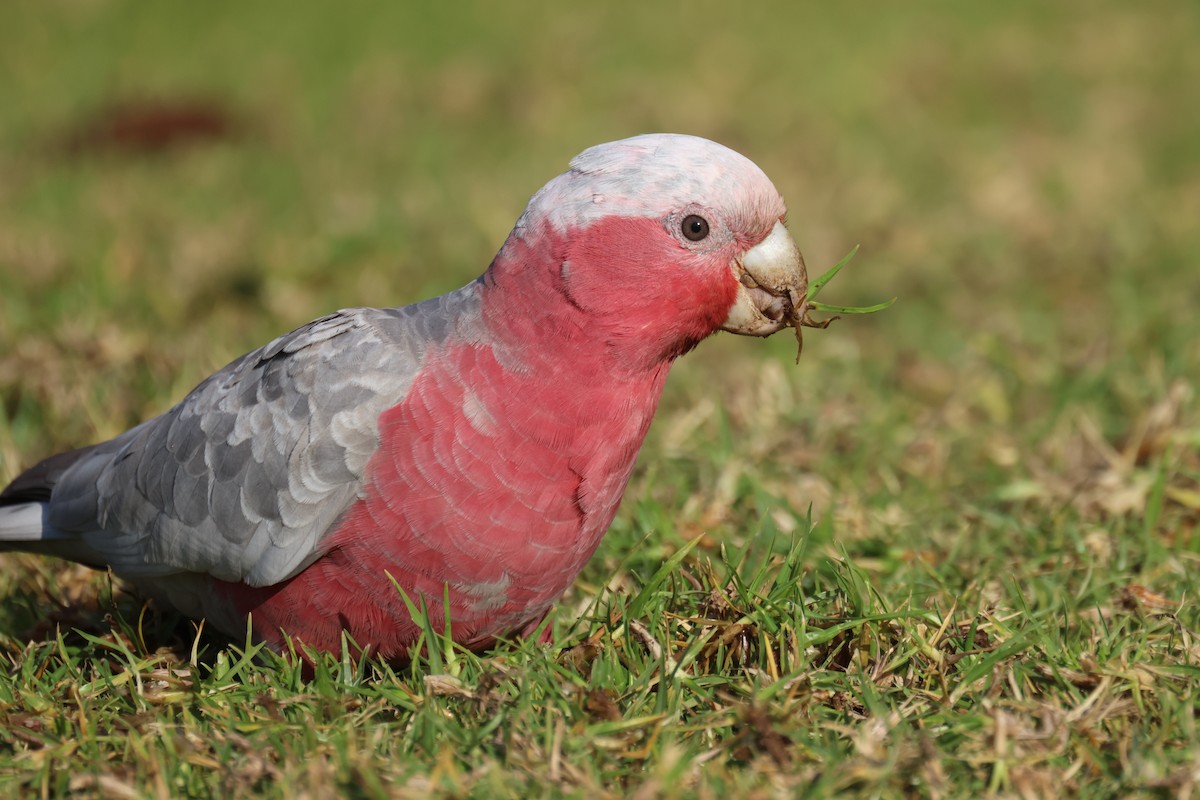 Cacatúa Galah - ML620561543