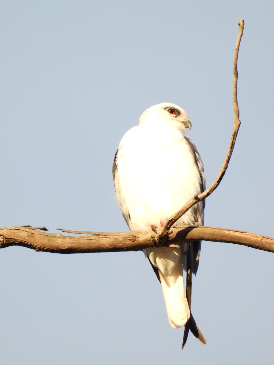 Black-shouldered Kite - ML620561546