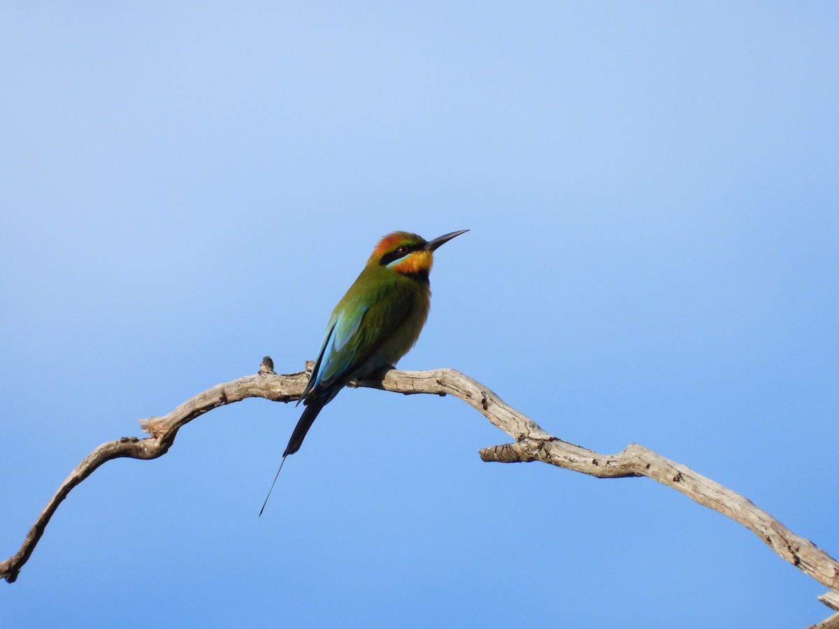 Rainbow Bee-eater - ML620561547