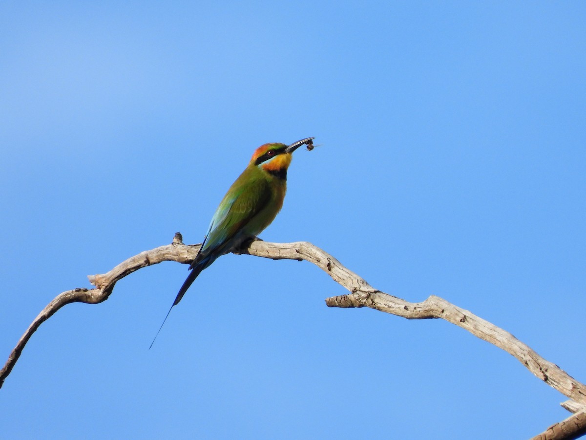 Rainbow Bee-eater - ML620561548