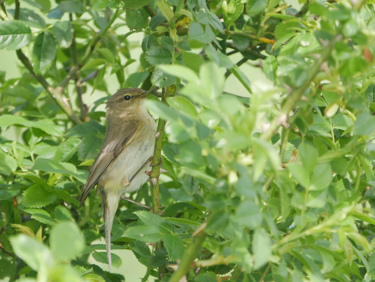 Mosquitero Común - ML620561550