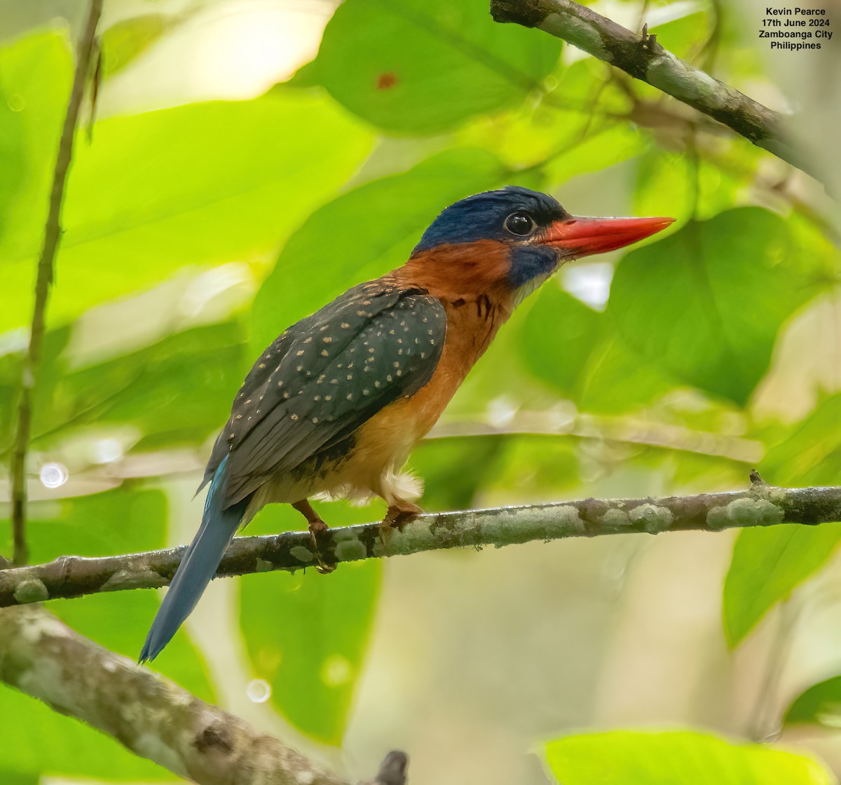 Blue-capped Kingfisher - ML620561553