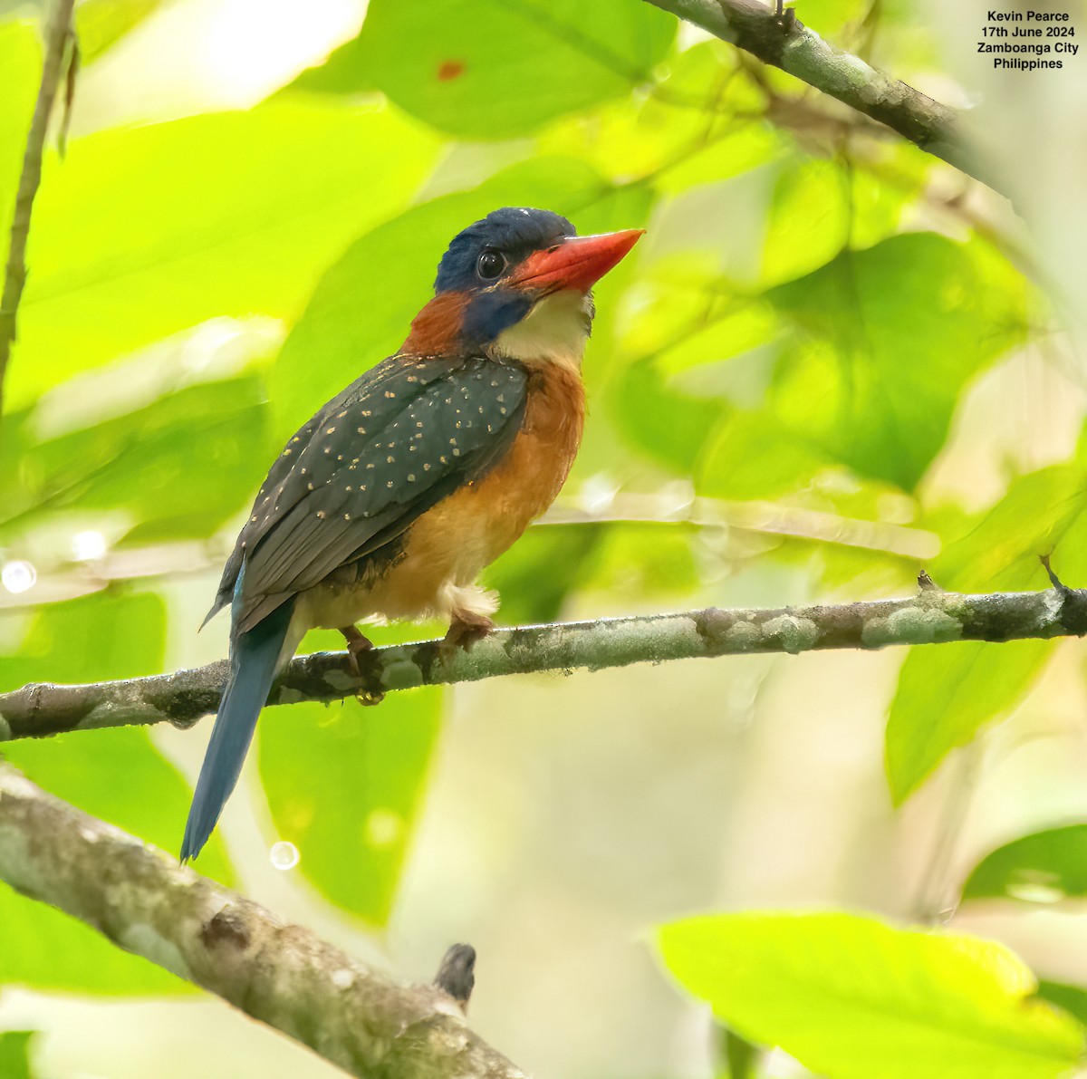 Blue-capped Kingfisher - ML620561554