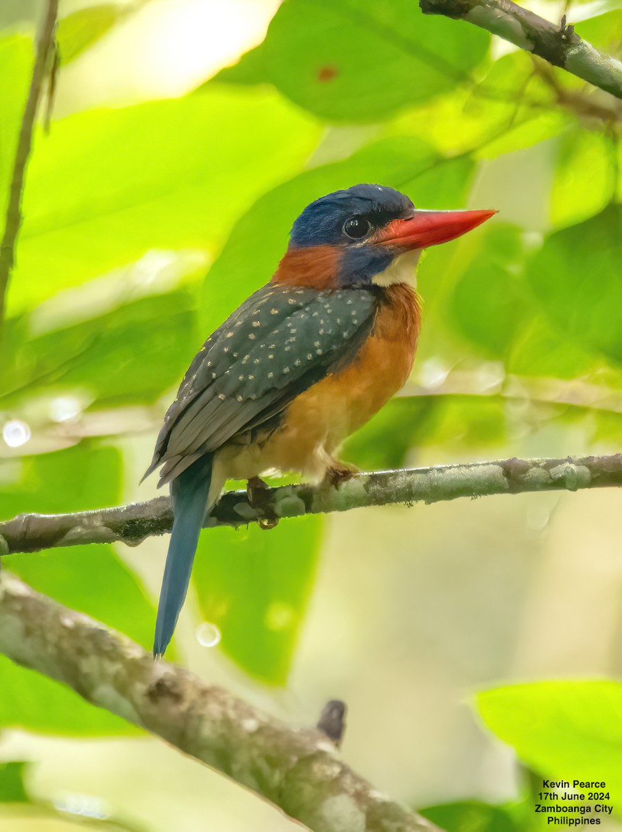 Blue-capped Kingfisher - ML620561555