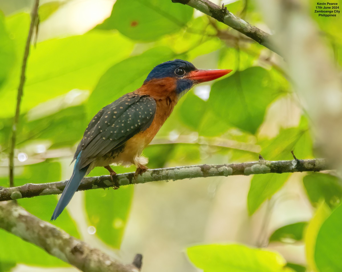 Blue-capped Kingfisher - ML620561556