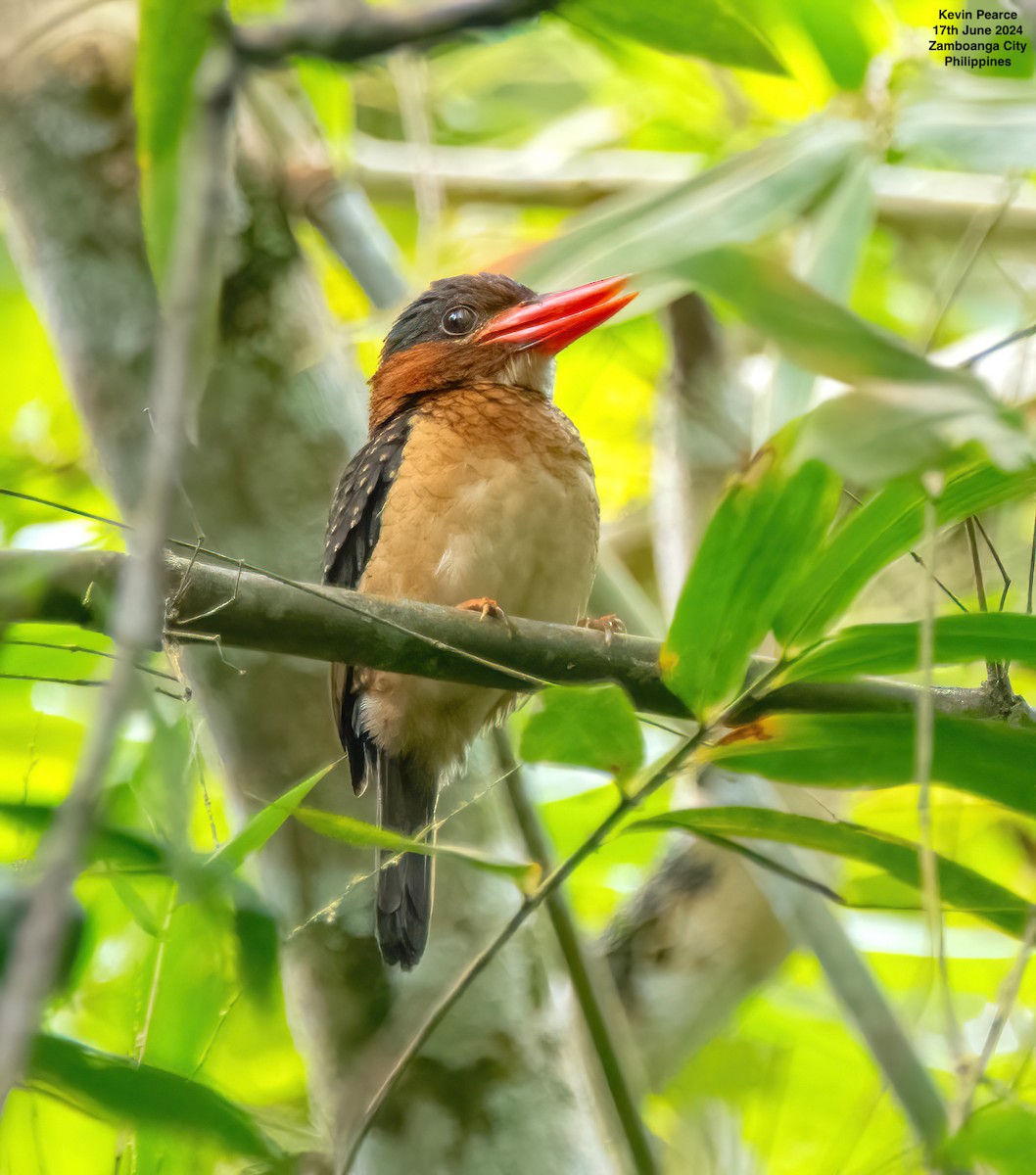 Blue-capped Kingfisher - ML620561557