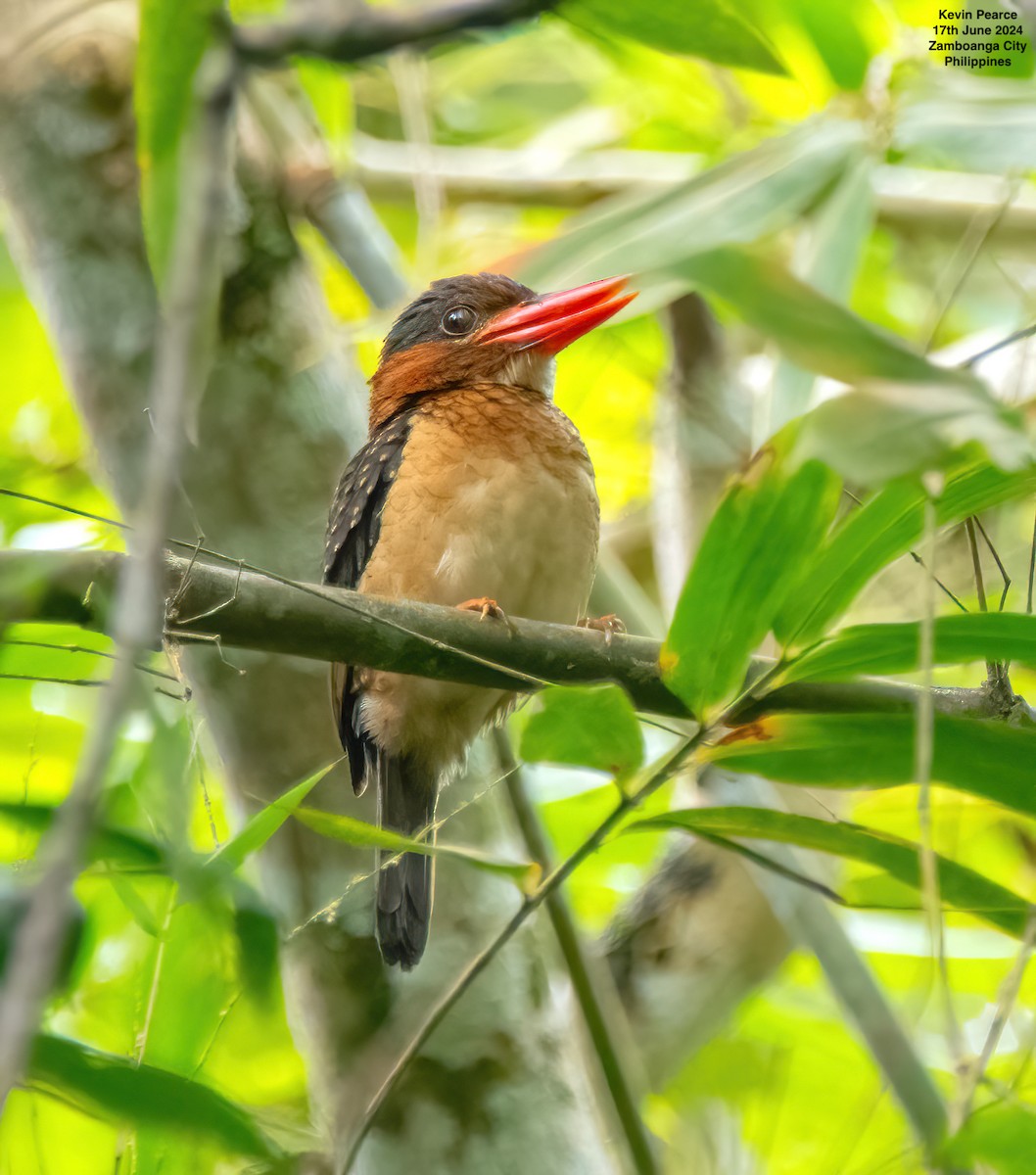 Blue-capped Kingfisher - Kevin Pearce