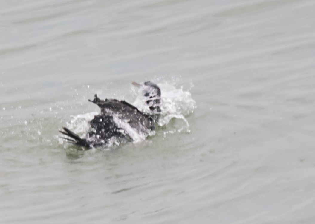 Cormorán de Socotra - ML620561558