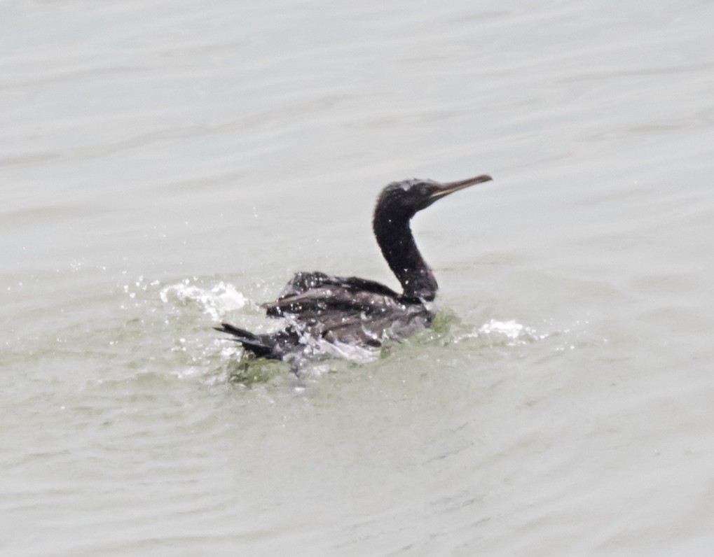 Cormorán de Socotra - ML620561559