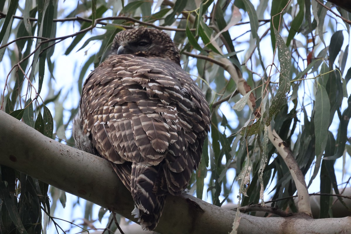 Powerful Owl - ML620561565