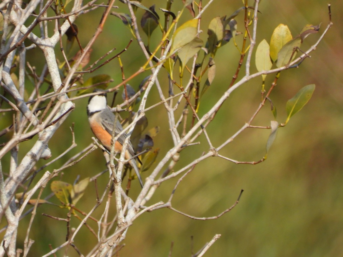 Rufous Whistler - ML620561570