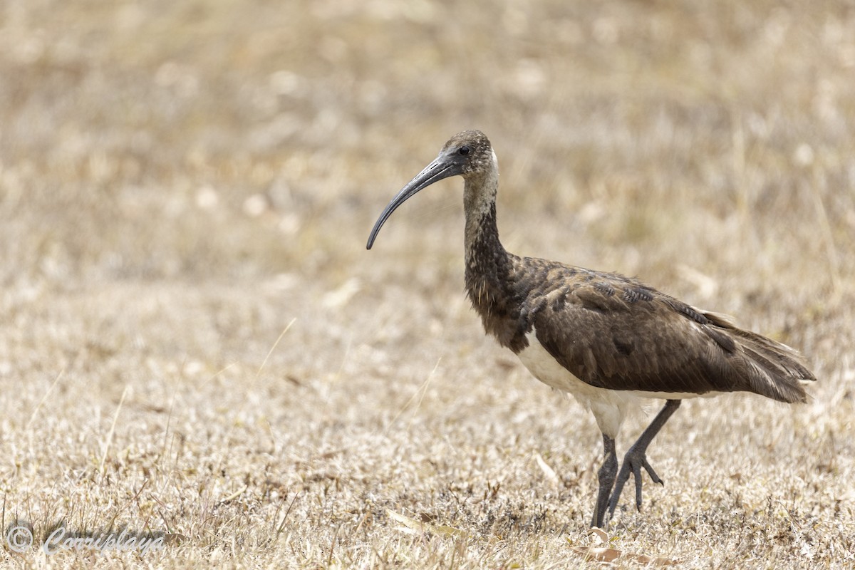 ibis slámokrký - ML620561573