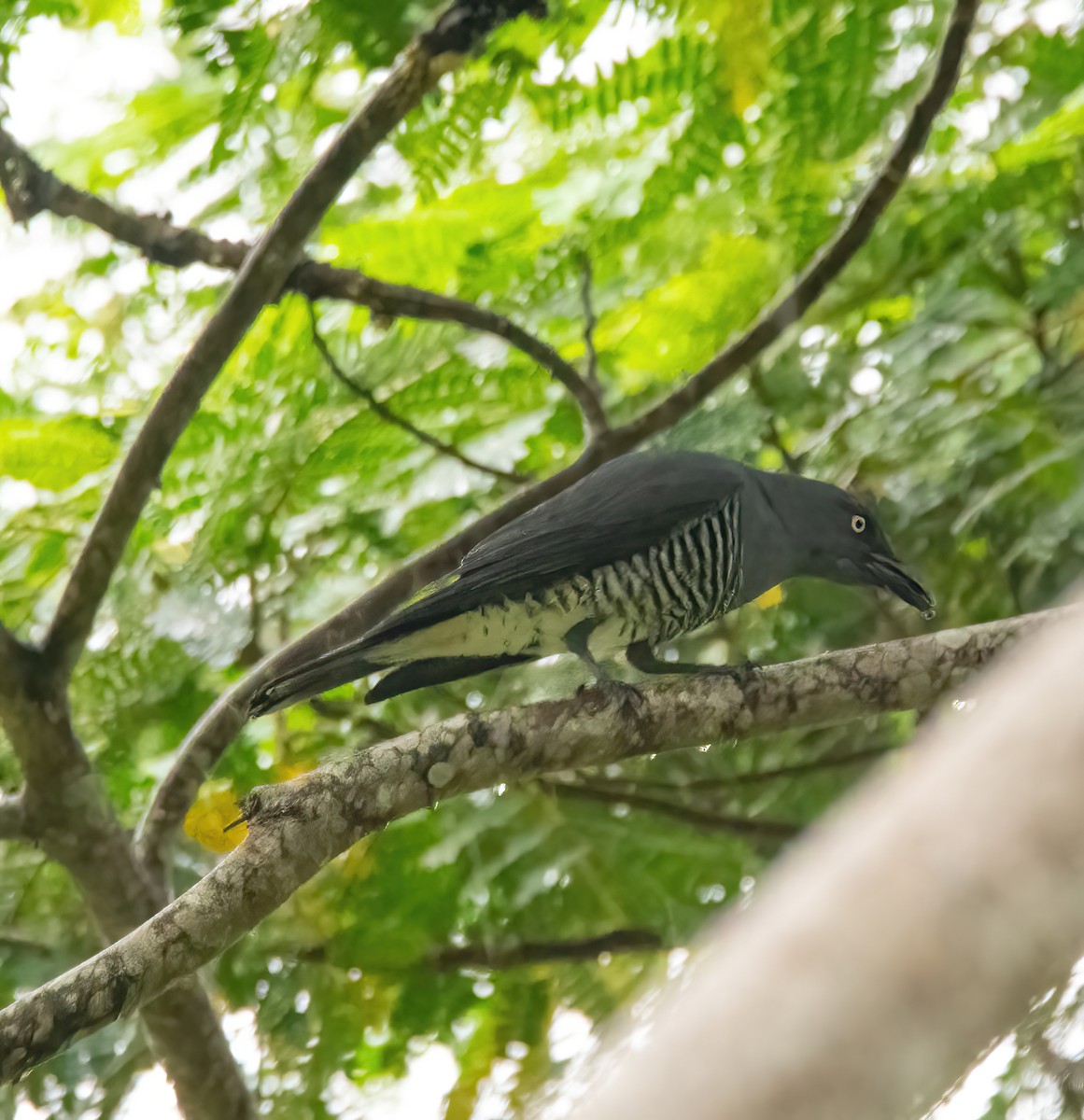 Bar-bellied Cuckooshrike - ML620561580